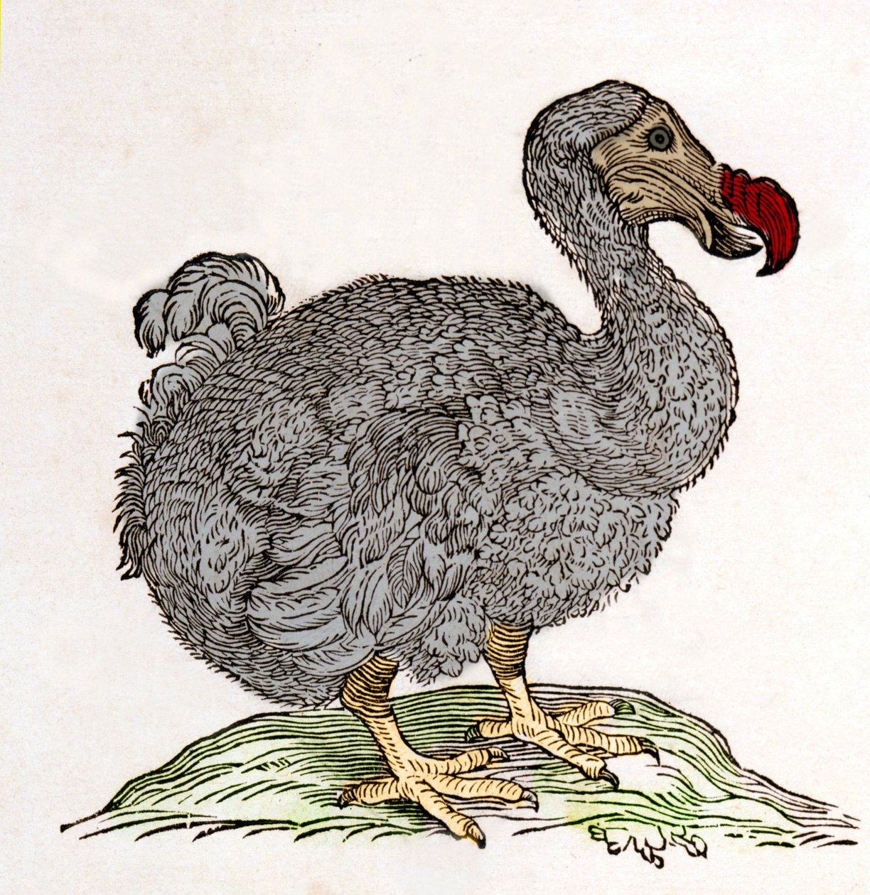 Dodo ou Dronte. Bird desapareceu - em "De Indiae utriusque re naturali et medica" por Gulielmi Pisonis, Amsterdam de Unknown artist
