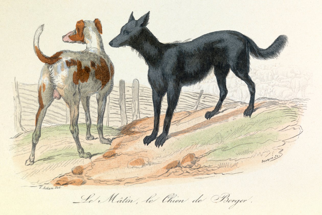 Cão e Matin, dois animais classificados por Linneene e Cuvier (gravura) de Unknown artist