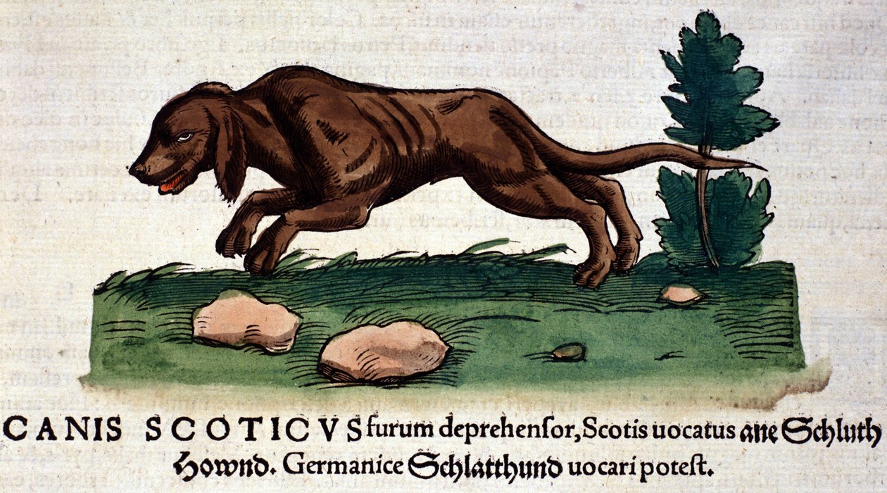 Cão do Historia Animalium de Conrad Gesner, Tiguri 1560. Biblioteca nazionale Braidense. Milão de Unknown artist
