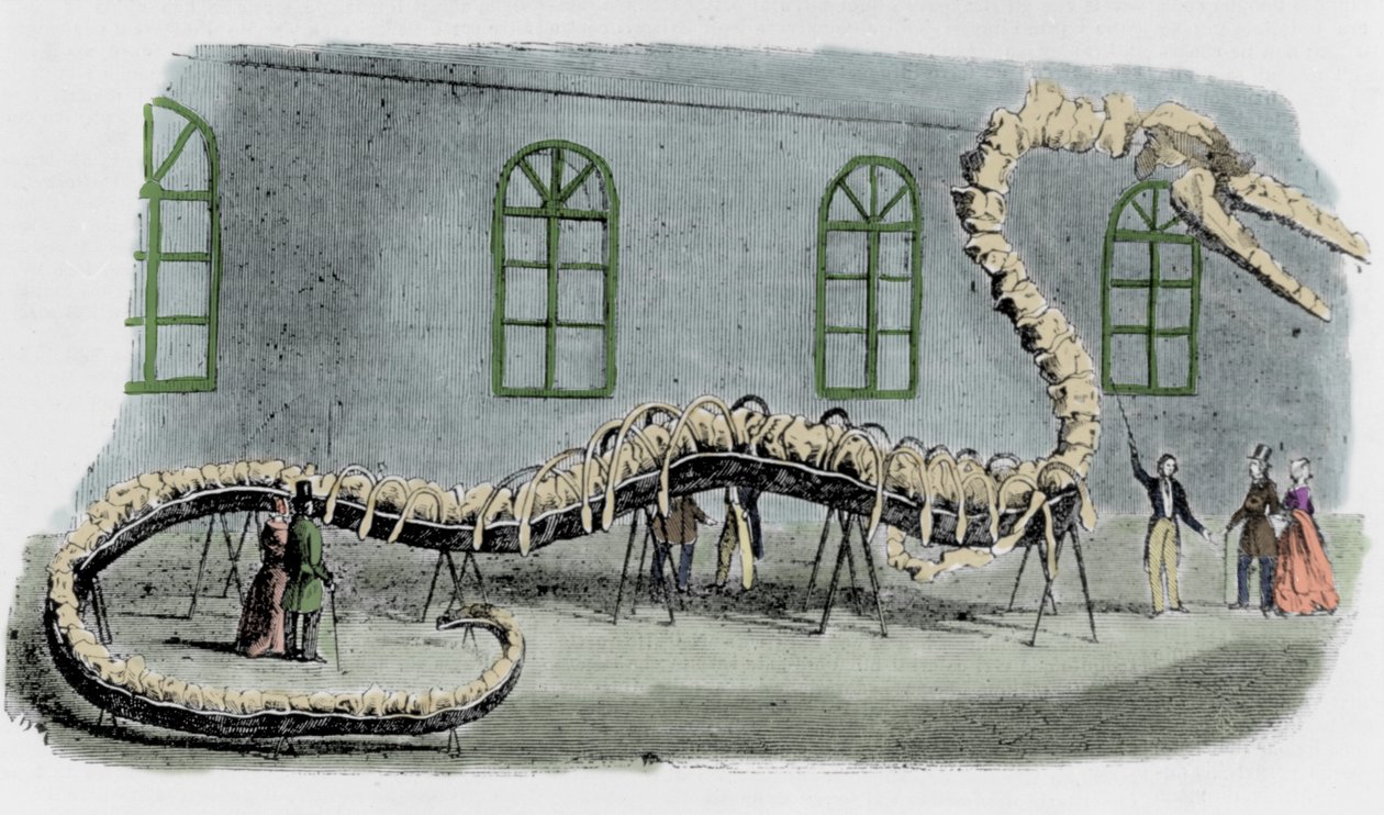 A cobra marinha falsa do Dr. Albert C. Koch. O esqueleto foi montado com ossos de vários animais. A serpente chamava-se "Hydrarcus Silimanni". Ele foi exibido em Nova Iorque com grande sucesso em 1845. Quando a fraude foi descoberta, Koch fugiu e voltou pa de Unknown artist