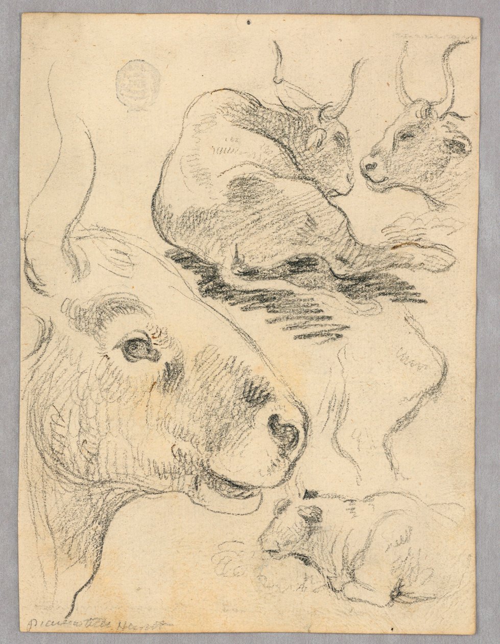 Desenho: Esboços de vacas de Unknown artist