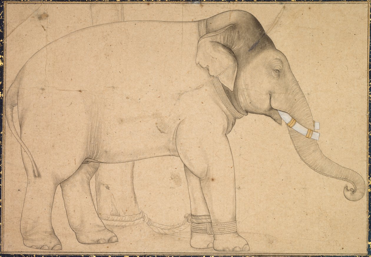 Desenho de um elefante de Unknown artist