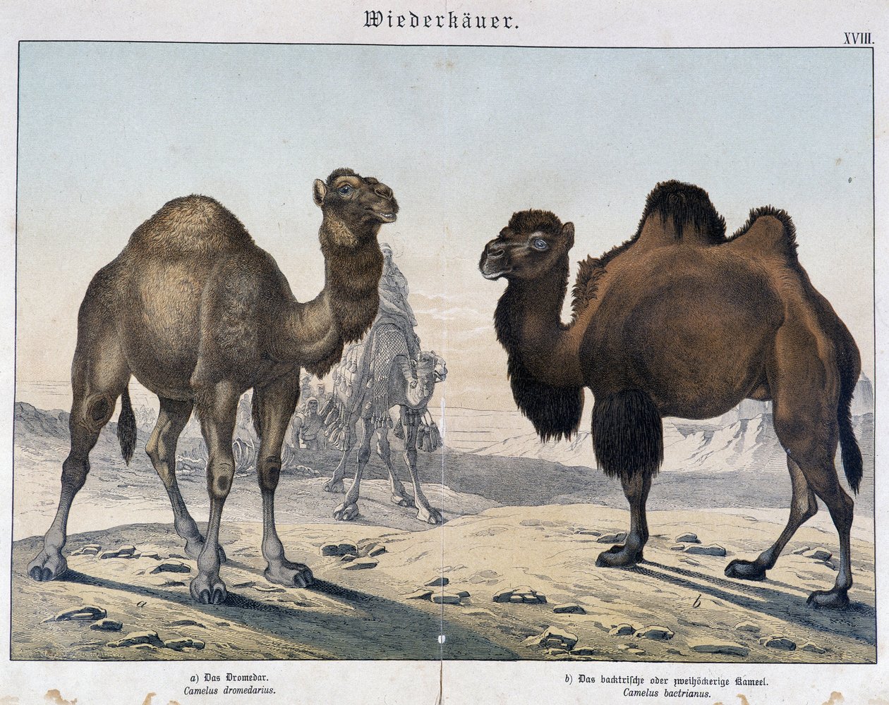 Dromedário e camelo - em "Histórias naturais de mamíferos", Ed. Shreiber, Munique de Unknown artist