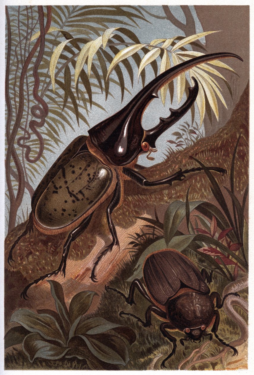 Dynaste hercules, scarabee rhinoceros - The Hercules beetle de Unknown artist