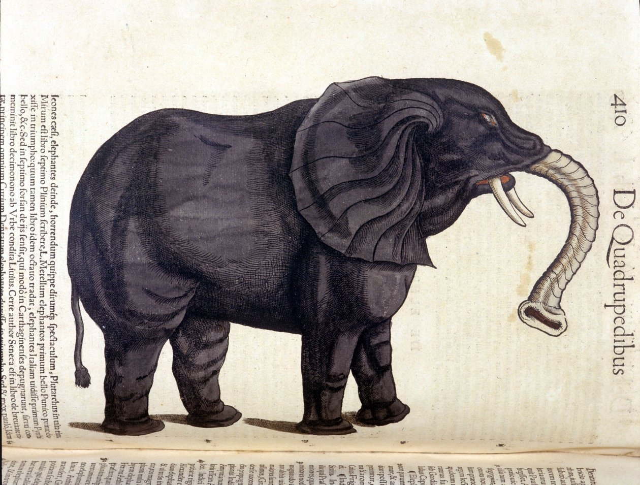 Elephant from the Historia Animalium de Conrad Gesner, Tiguri 1560. Biblioteca nazionale Braidense. Milão de Unknown artist
