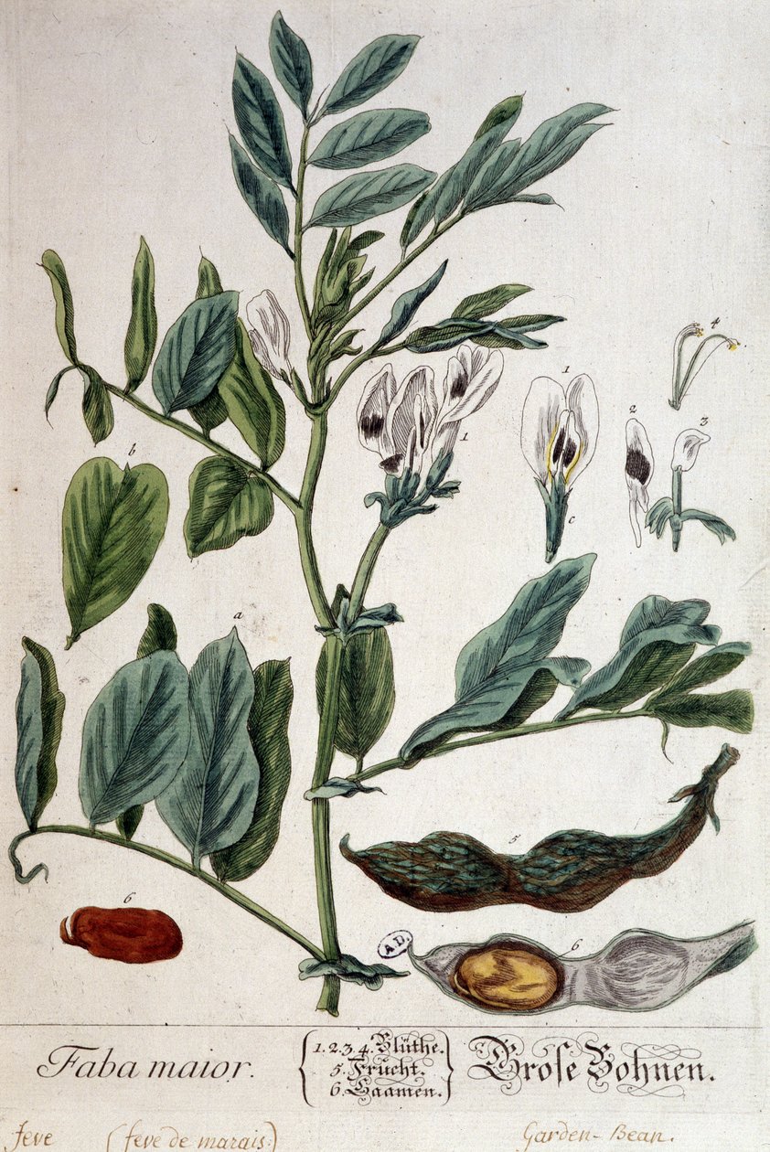 Faba Major (pântano feve) - tábua botânica de Unknown artist