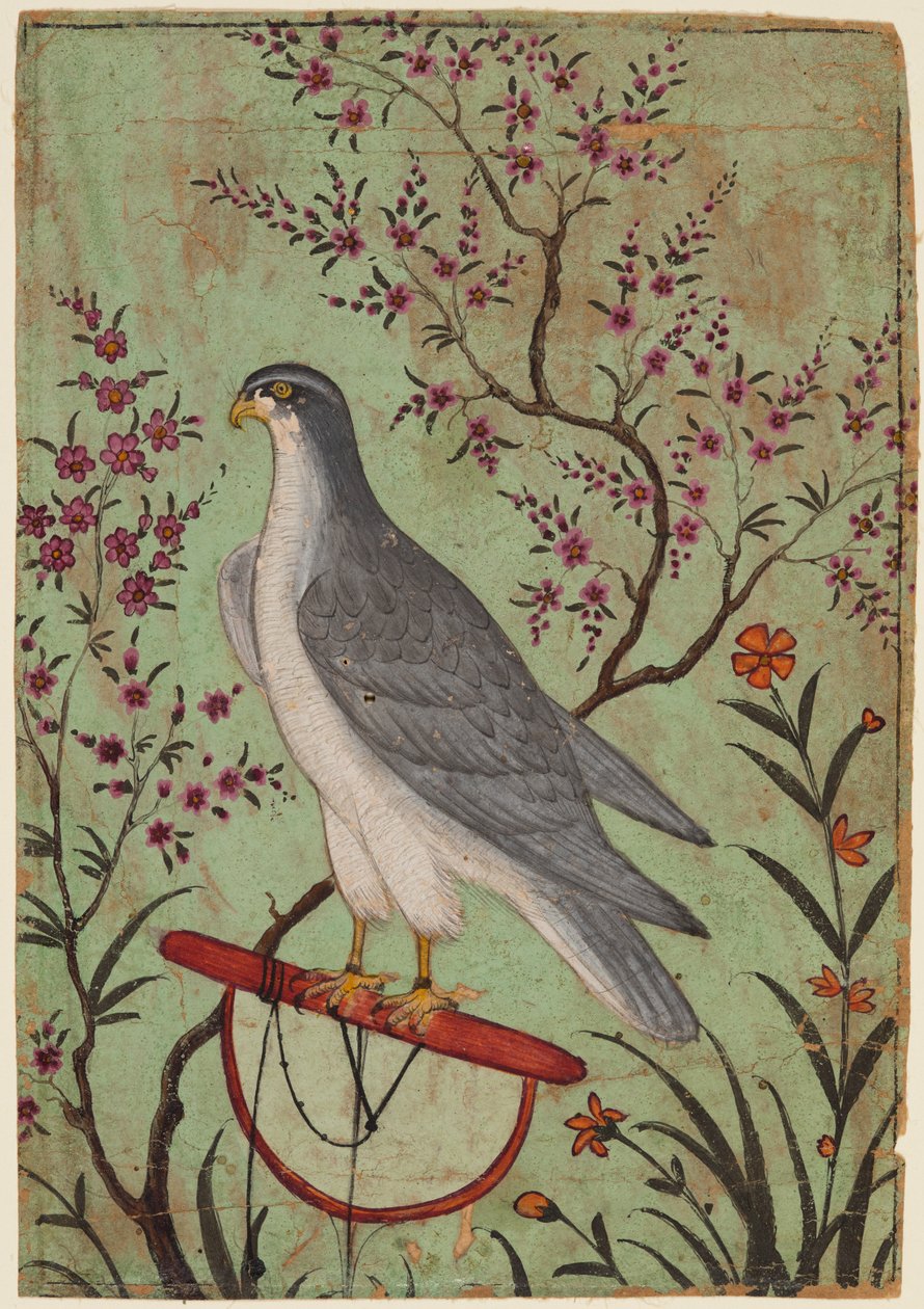 Falcão em Perca de Unknown artist