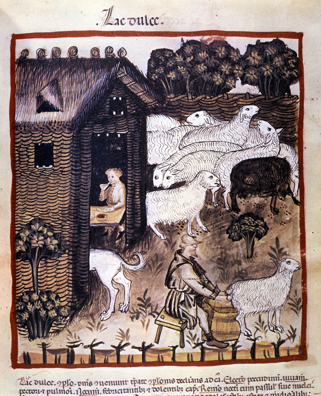 Trabalho na fazenda: ordenha de ovelhas para produzir leite e queijo. Iluminação a partir da ordenha de medicamentos e dietética "Tacuinum sanitatis". de Unknown artist