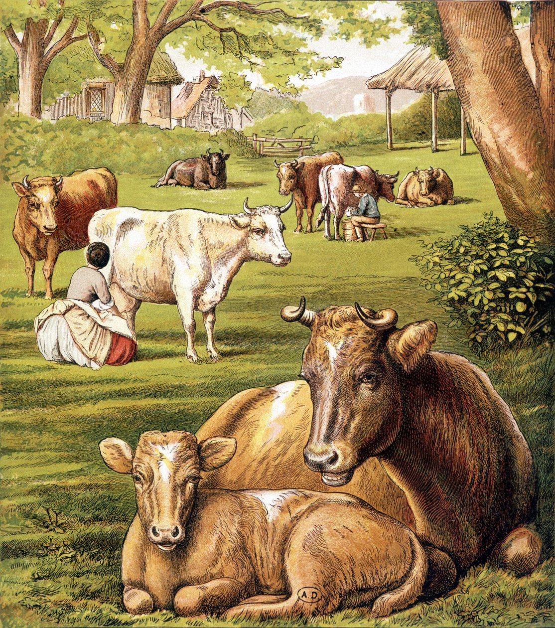 Agricultores a extrair leite. Século XIX. de Unknown artist