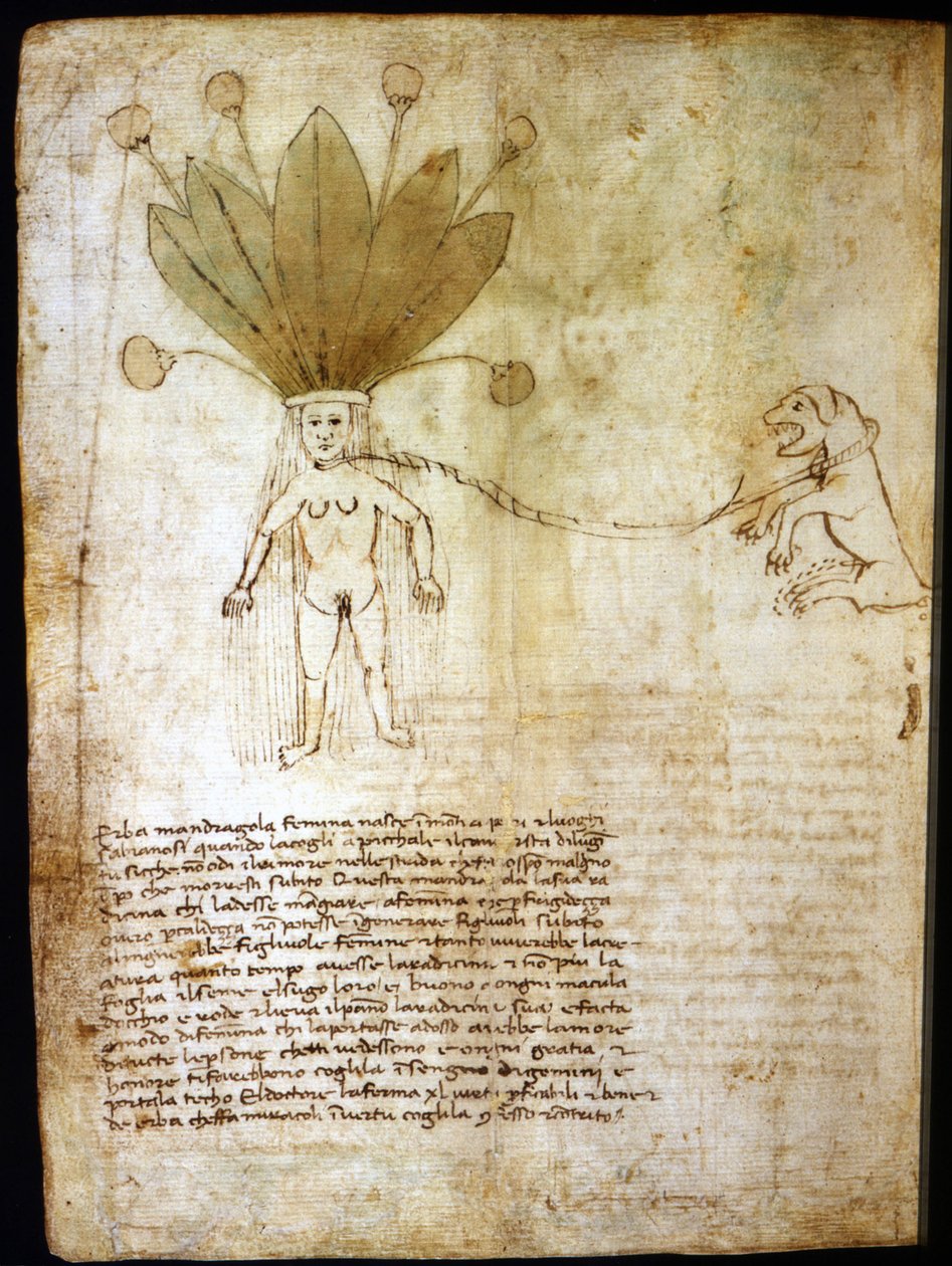 Mandrágora fêmea, extraída de uma erva do século XIV. de Unknown artist