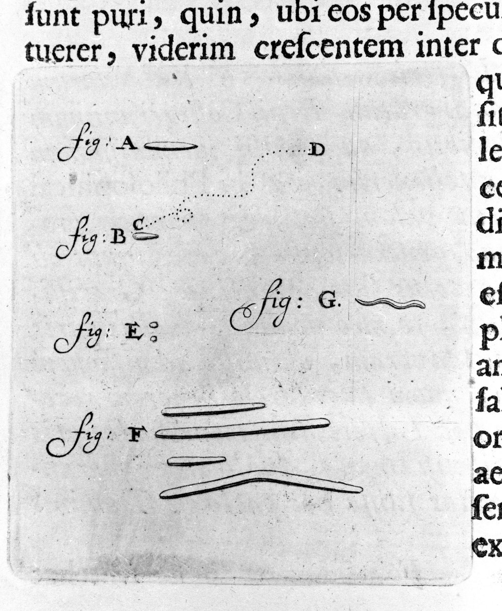 Primeira representação de bactérias Descrição pelo comerciante e cientista holandês Antoine van Leeuwenhoek (ou Leeuvenhoek Leeuwenhoeck) (ou Antoni ou Anthonie) (1632-1723) após um estudo das bactérias na sua boca. Gravura de "Arcana Natura Detecta" 1695. de Unknown artist