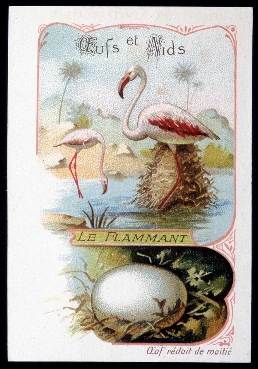 Flamingo - Ovos e Ninhos. Cromolitografia do século XIX. de Unknown artist