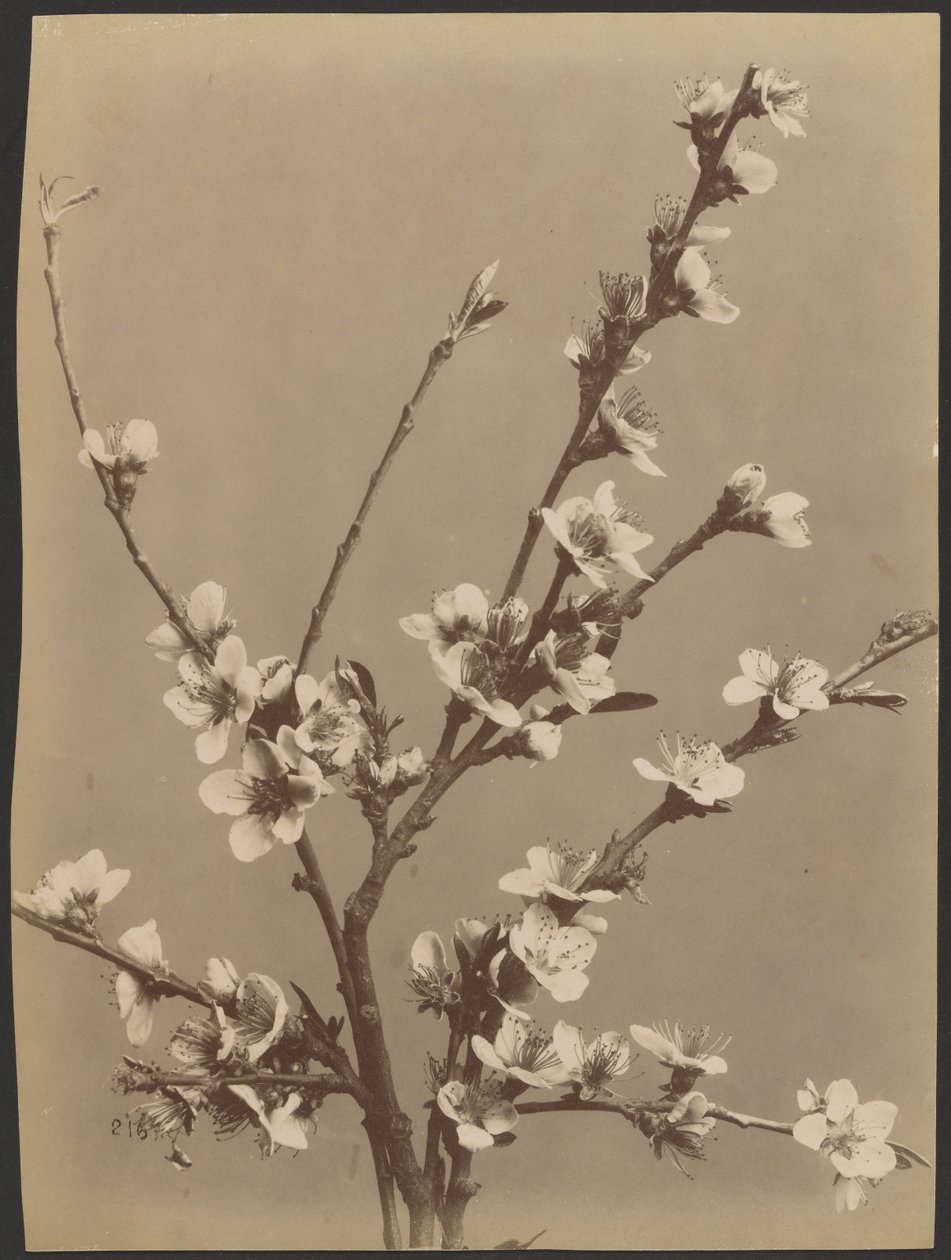 [Estudo floral com pequenas flores brancas]. de Unknown artist