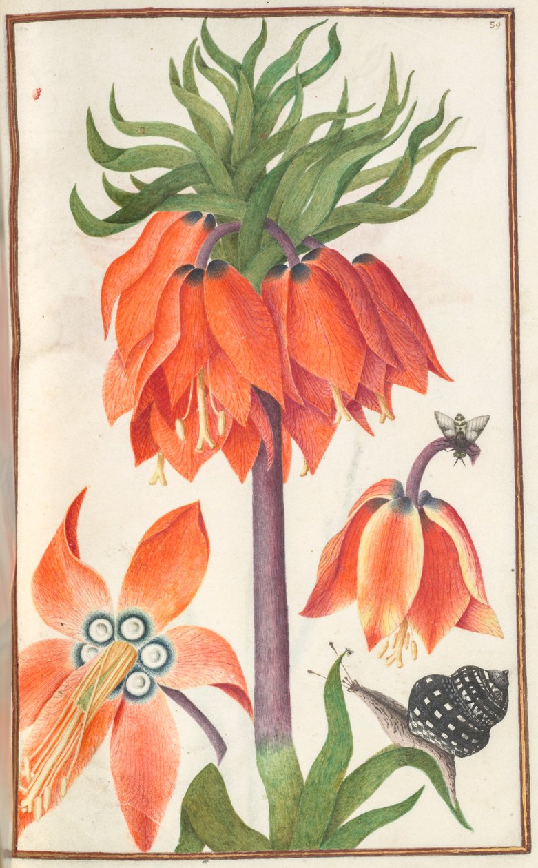 Florilegium: (página 19 reto) laranja fritillaria imperialis (coroa imperial) de Unknown artist