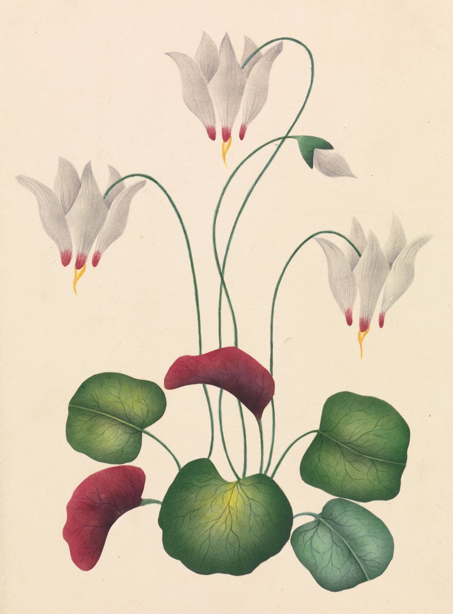 Flor com três flores de Unknown artist