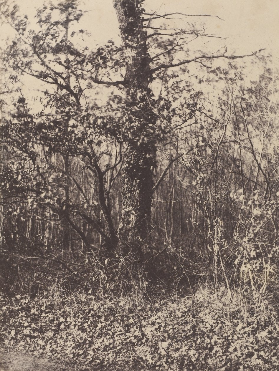 [Paisagem florestal] / [Taillis] de Unknown artist