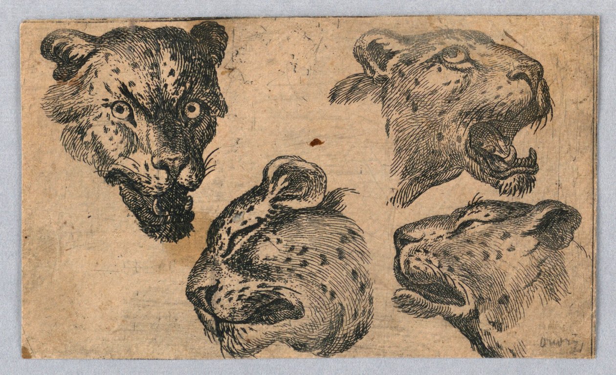 Quatro estudos de cabeças de leopardo de Unknown artist