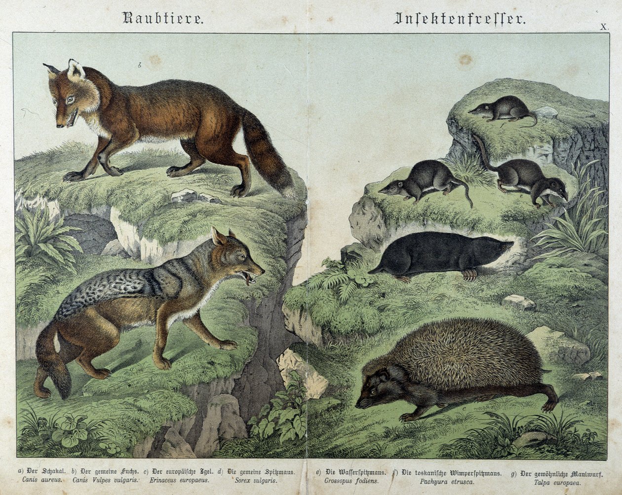 Raposa, raposa prateada, musaranho, toupeira e ouriço-cacheiro - em "Natural histories of mammals", ed. Schreiber de Unknown artist