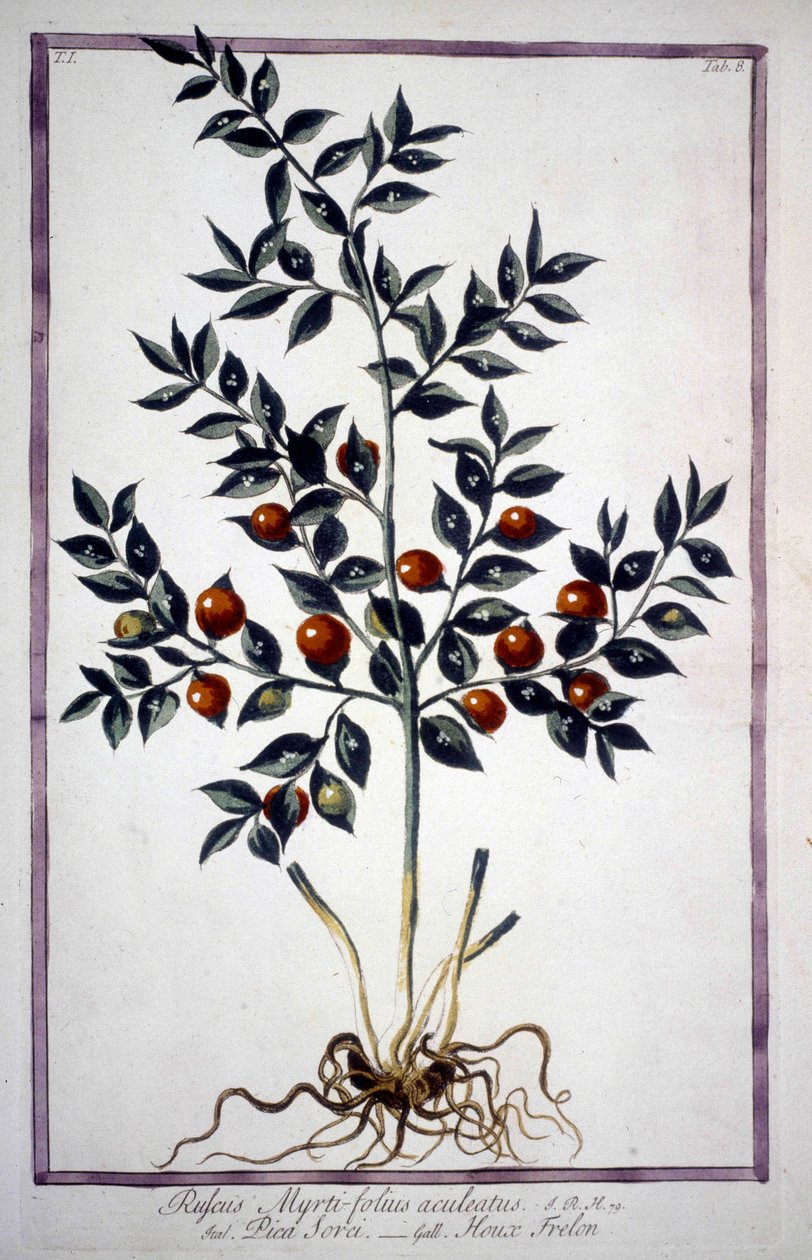 Fragon False Holly ou Small Holly (Ruscus) em um herbário do século XIX. de Unknown artist