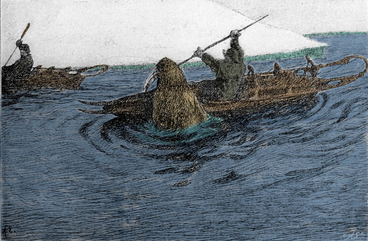 Fridtjof Nansen (1861-1930), explorador norueguês, atacado por uma morsa durante a expedição do Pólo Norte, em 1896. Ele está carregando o Schlitte no caiaque. Gravura do século XIX. de Unknown artist