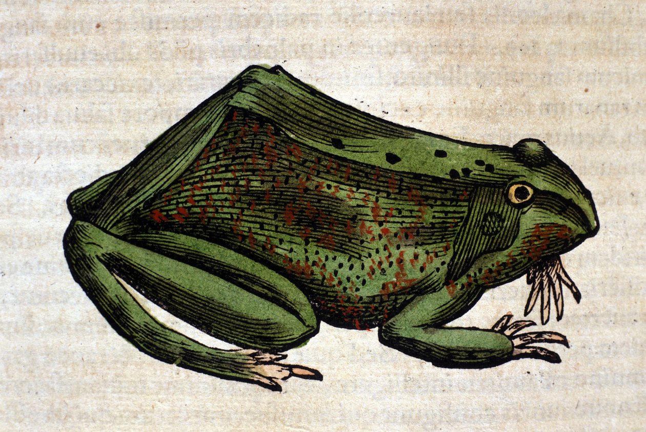 Frog from the Historia Animalium de Conrad Gesner, Tiguri 1560. Biblioteca nazionale Braidense. Milão de Unknown artist