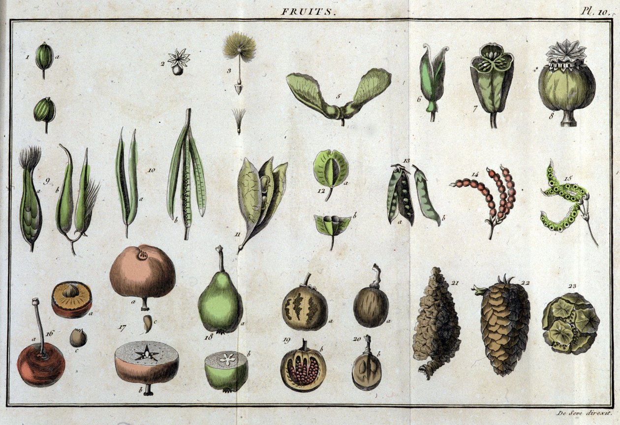 Frutos: em "Flora Françoise, ou uma breve descrição de todas as plantas que crescem naturalmente em França, organizadas de acordo com um novo método de análise ao qual a citação das suas virtudes menos equívocas na medicina e a sua utilidade nas artes" por de Unknown artist
