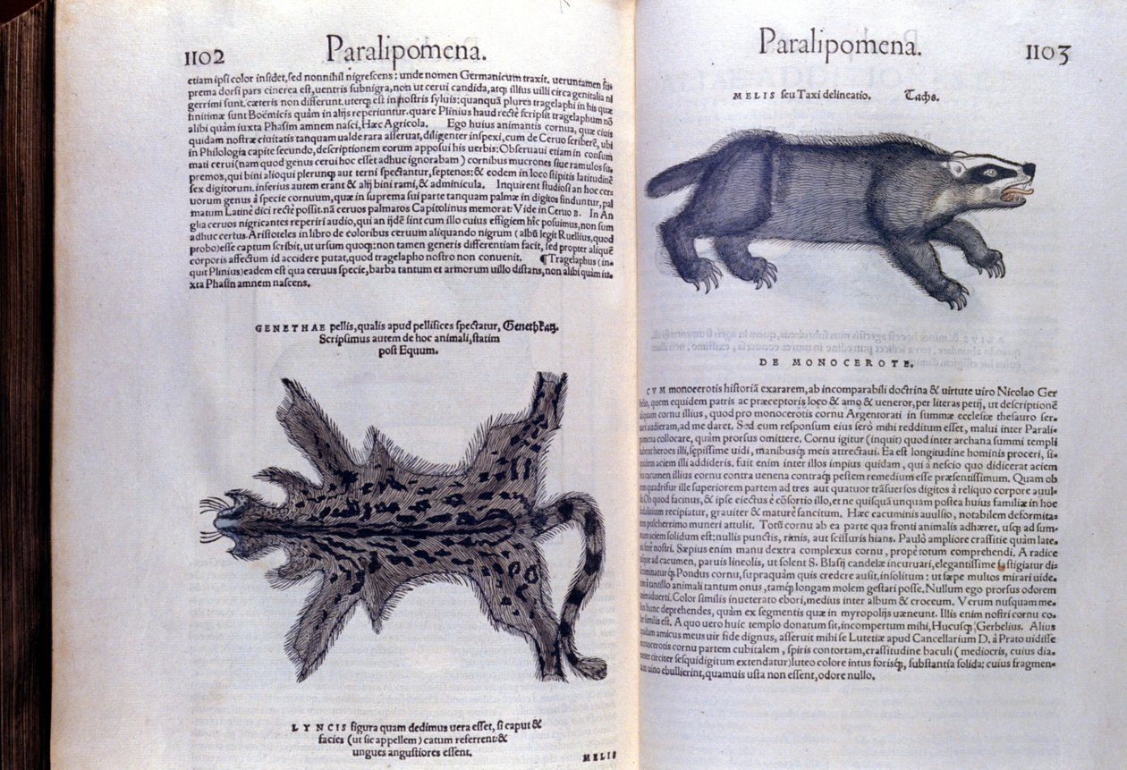 Fur Animals - in Historia Animalium de Conrad Gesner (1516 - 1565), Tiguri de Unknown artist