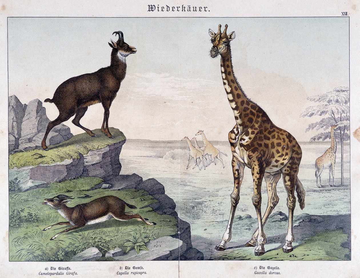 Girafa, camurça e gazela - em "Histoires naturelles des mammals", ed. Schreiber de Unknown artist