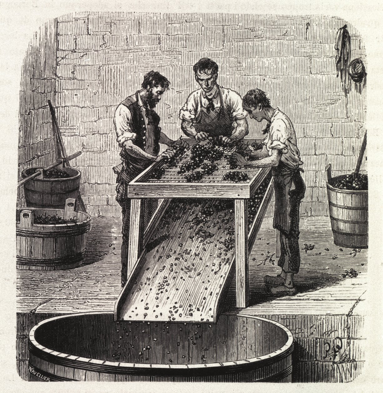 Classificação das uvas numa grelha durante o processo de elaboração do vinho de qualidade superior da Borgonha. Gravura a partir do final do século XIX de Unknown artist
