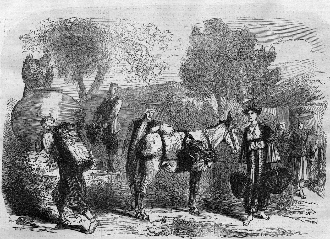 Colheita de uvas no Chipre - Gravura do "Le Journal Illustré". de Unknown artist