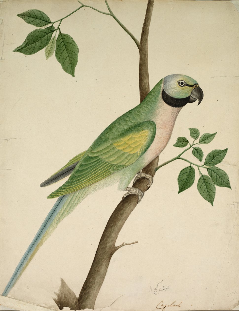 papagaio verde de Unknown artist