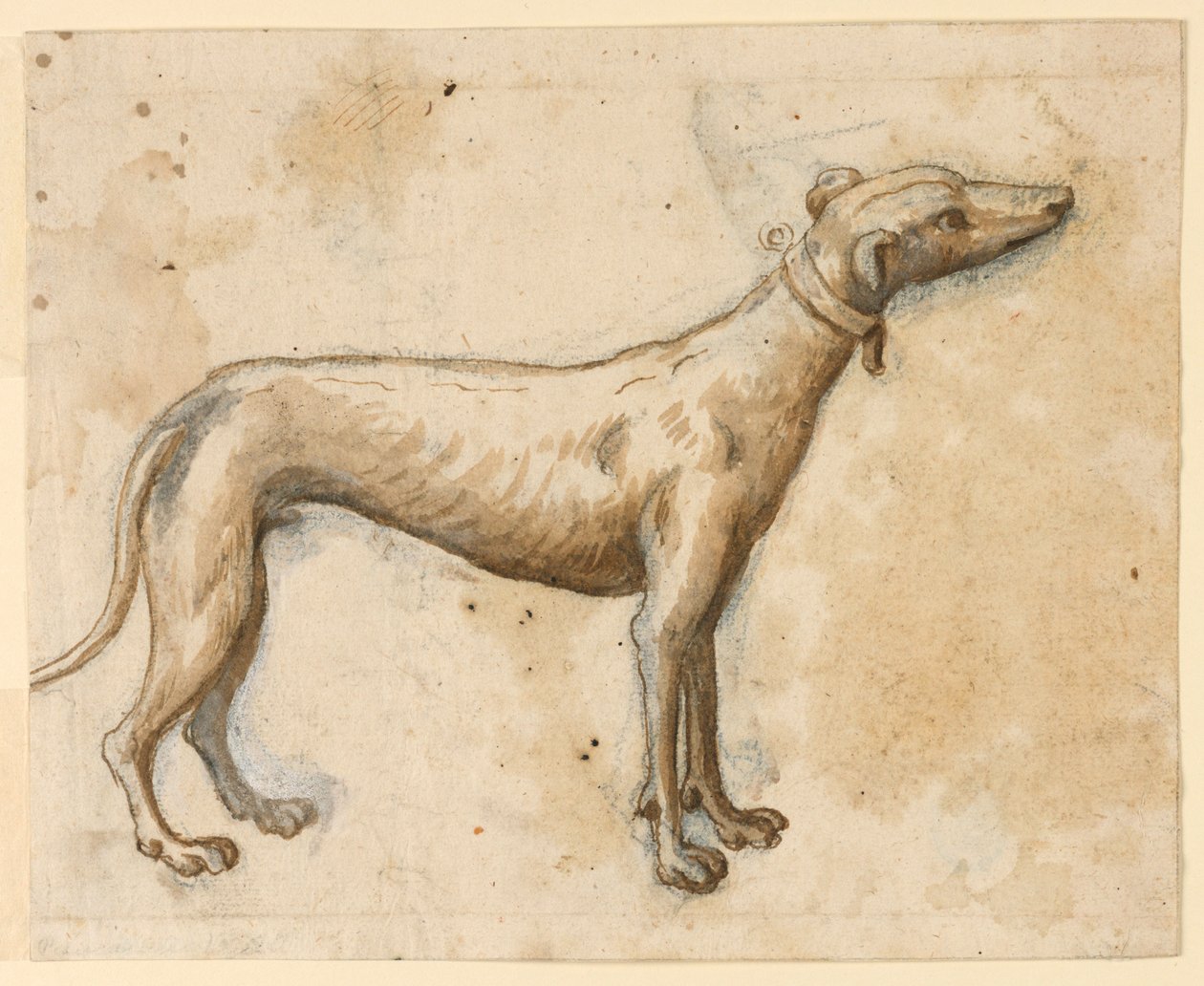 Galgo de Unknown artist