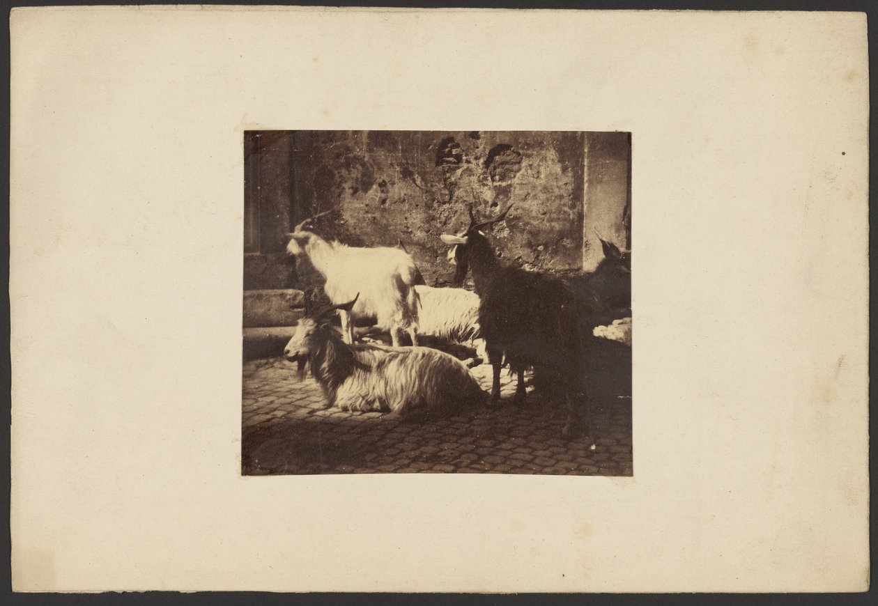 [Grupo de cabras]. de Unknown artist