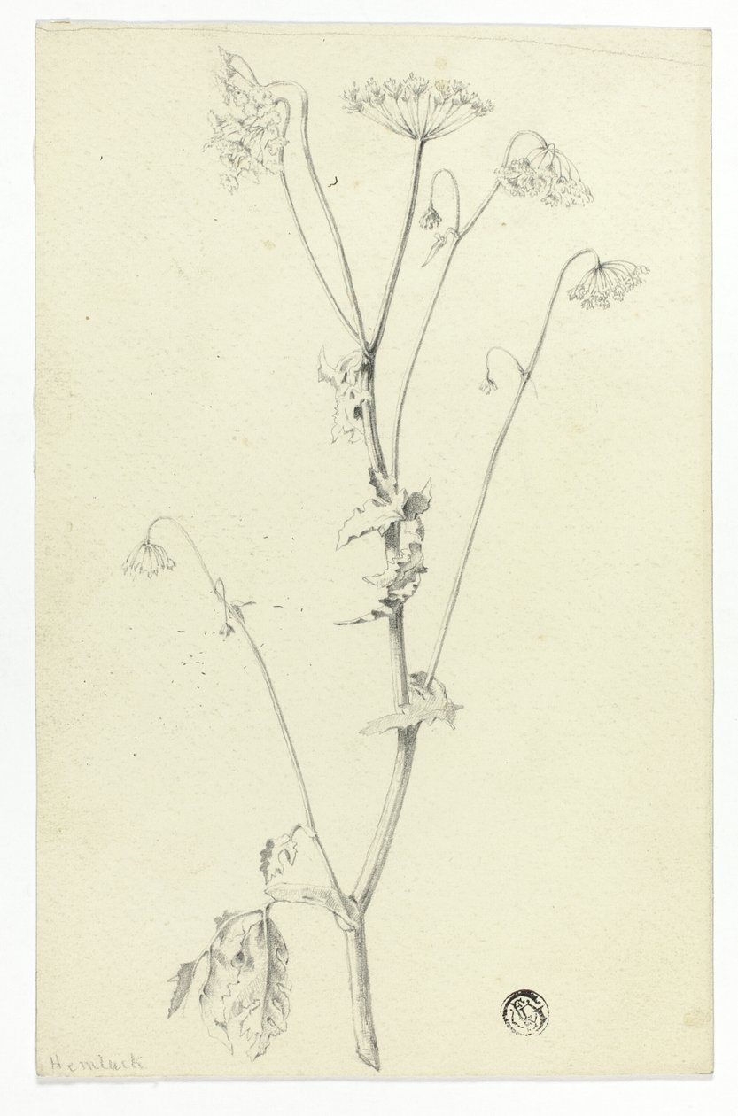 Cicuta de Unknown artist