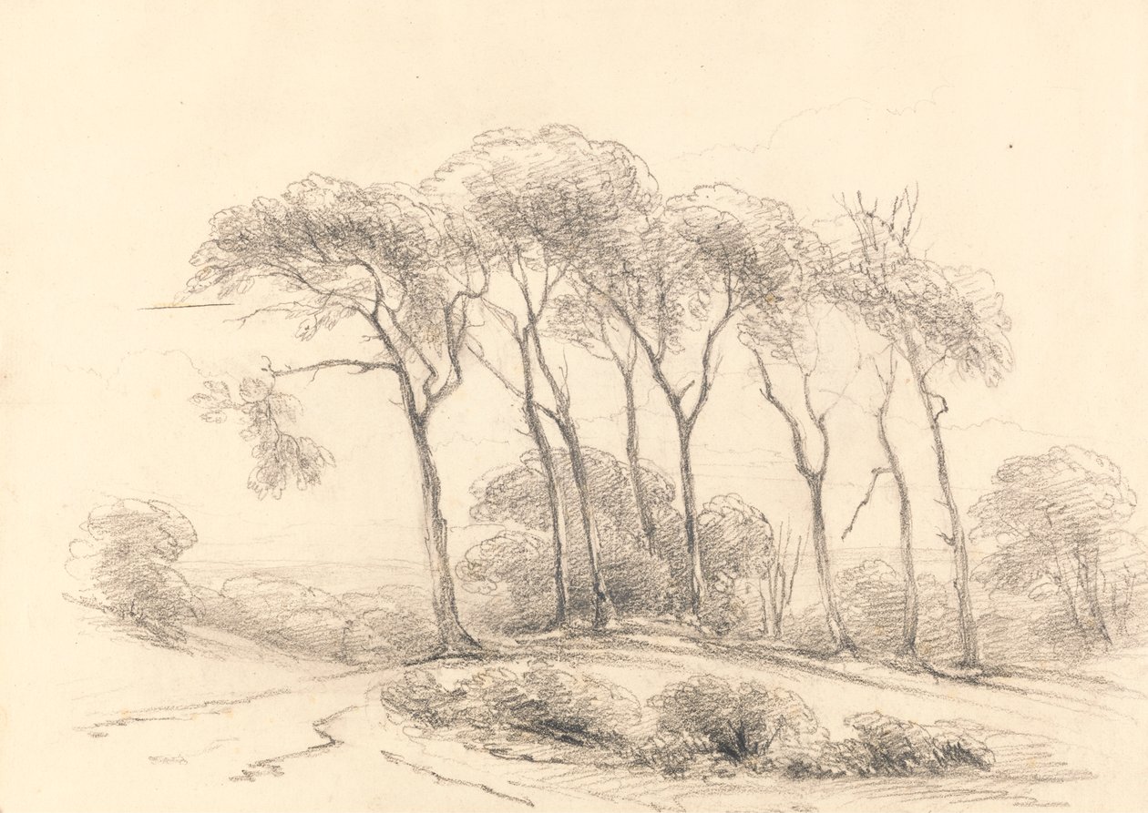Árvores altas de Unknown artist