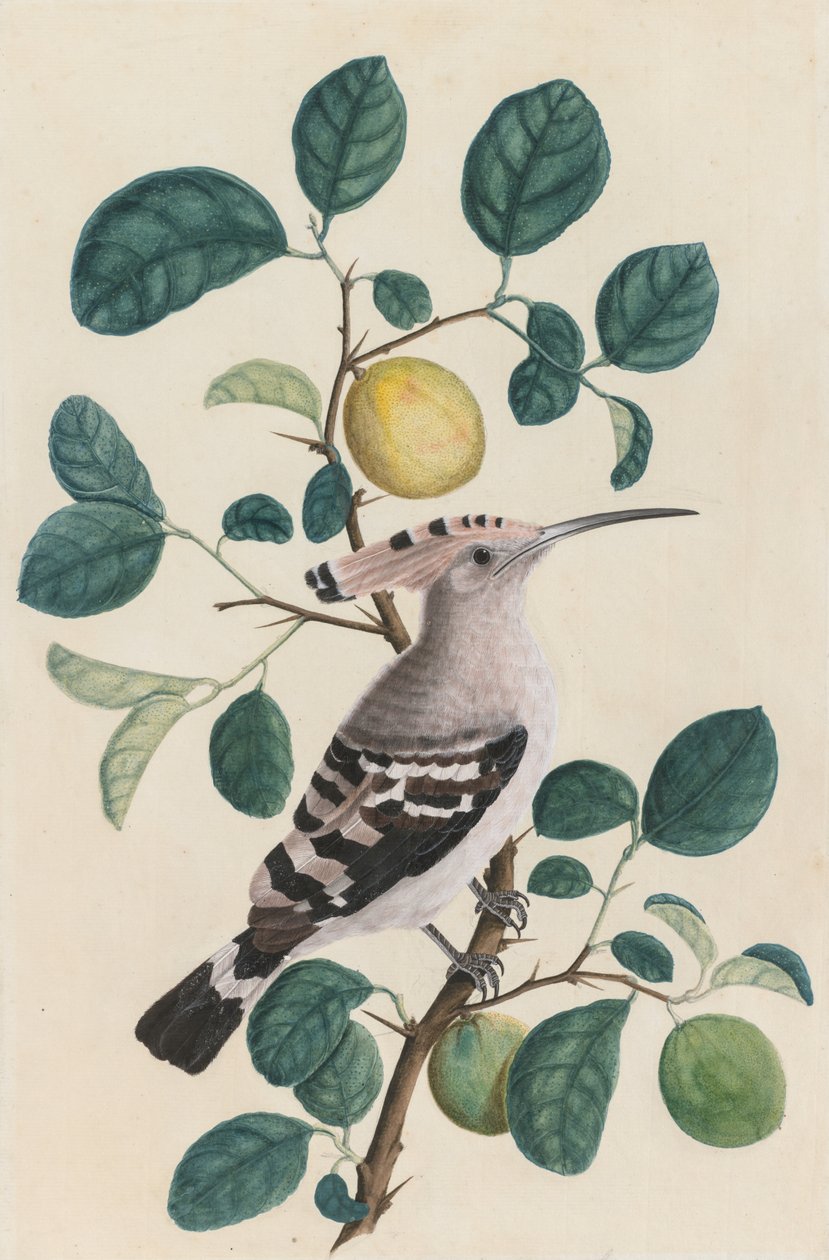 Hoopoe em um galho de árvore cítrica de Unknown artist