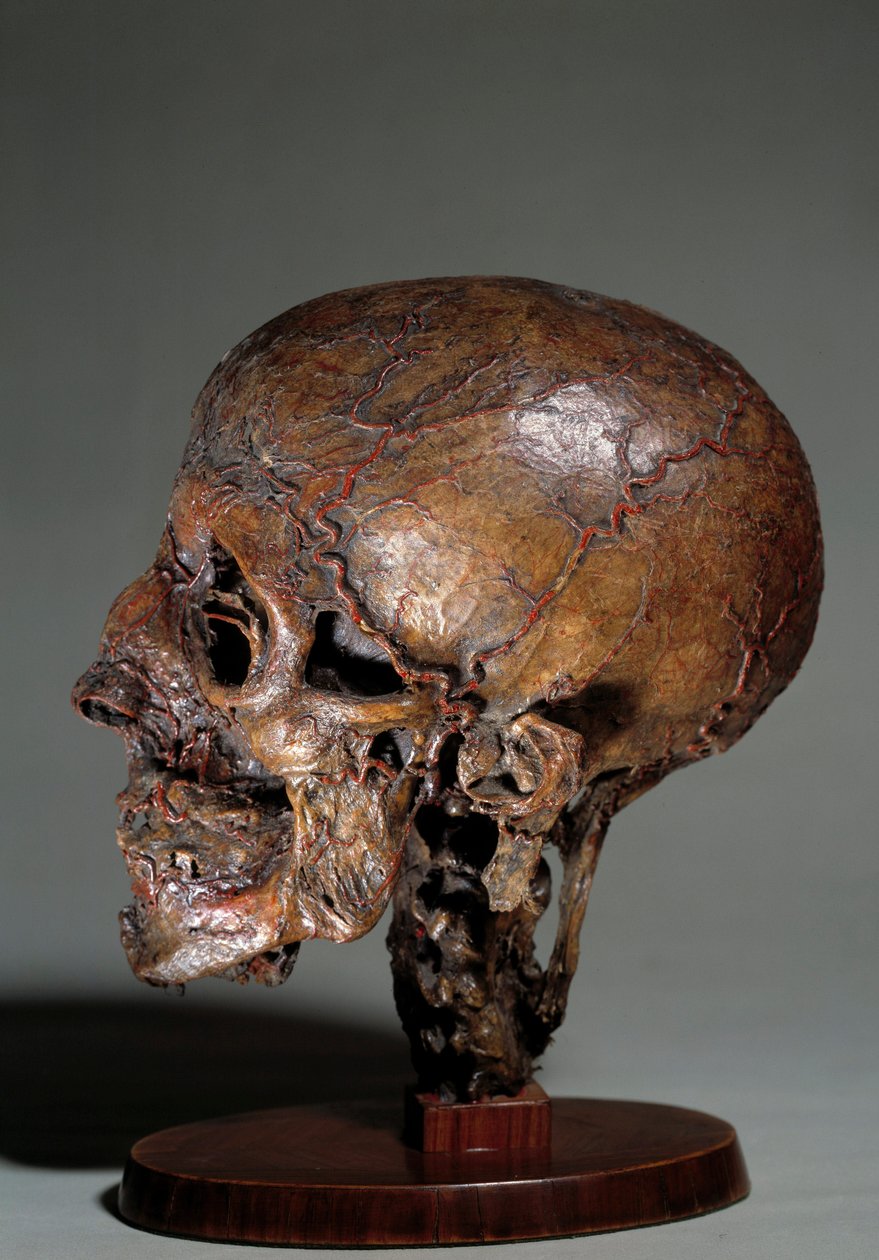 Cabeça anatômica humana feita por meio de injeções de cera. Colecção privada do século XVIII de Unknown artist
