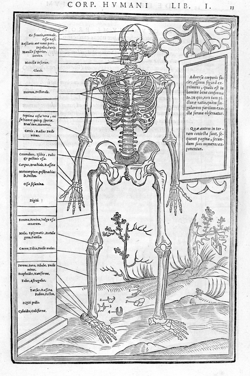 Esqueleto humano, parte anterior. Placa anatómica de "De dissectione partium corporis humani lbri tres"... "Carlo Stefano Riverio, Paris 1545 de Unknown artist