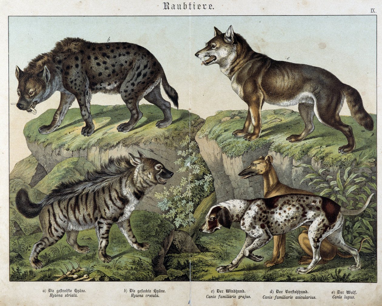 Hienas e cães. em "Histoires naturelles des mammals", ed. Schreiber de Unknown artist