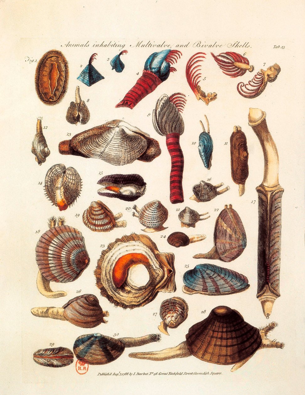 Página ilustrada representando as diferentes espécies de animais bivalves e multiválvulas extraídas dos tratados "The Genera Vermium". de Unknown artist