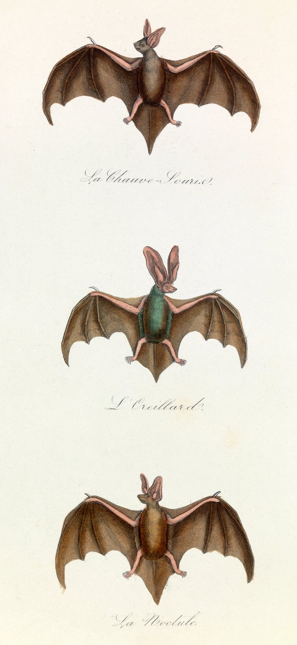 Ilustração do livro "Obras Completas de Buffon": Les Quadrupedes: Bat souris (gravura) de Unknown artist