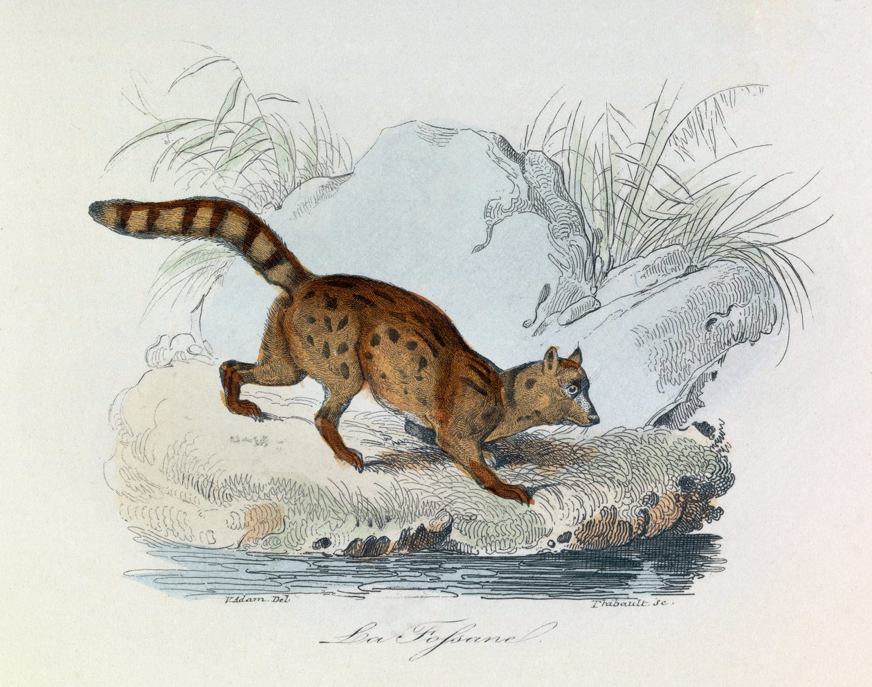 Ilustração do livro "Obras Completas de Buffon": Os quadrúpedes: La fossane (gravura) de Unknown artist