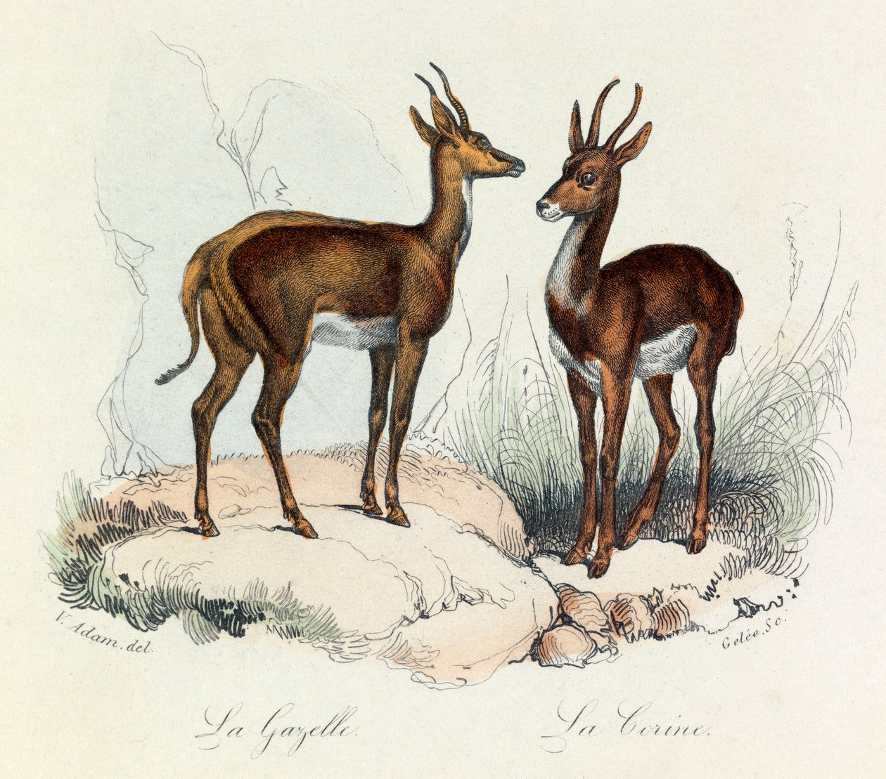 Ilustração do livro "Obras Completas de Buffon": Os quadrúpedes: A gazela e a coroa (gravura) de Unknown artist