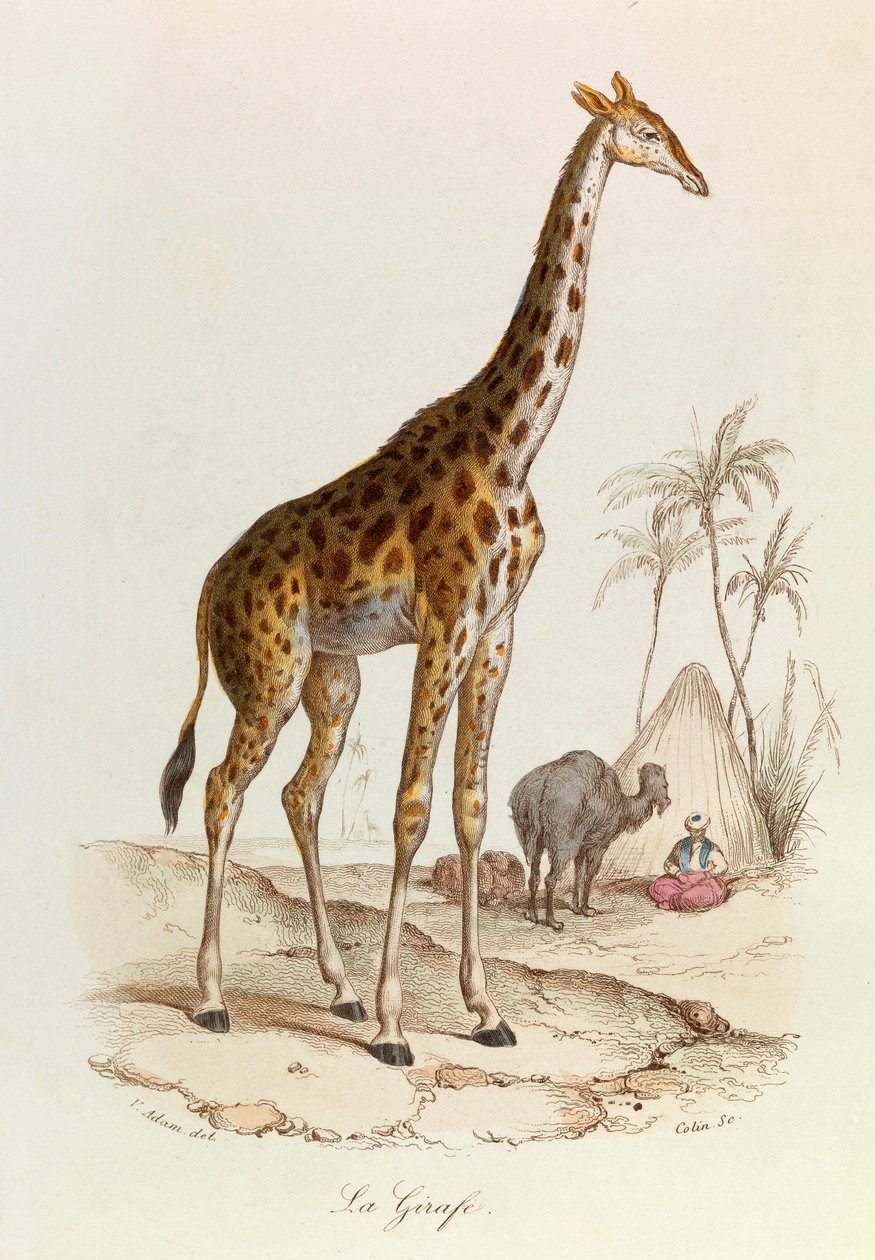 Ilustração do livro "Obras Completas de Buffon": Os quadrúpedes: A girafa (gravura) de Unknown artist