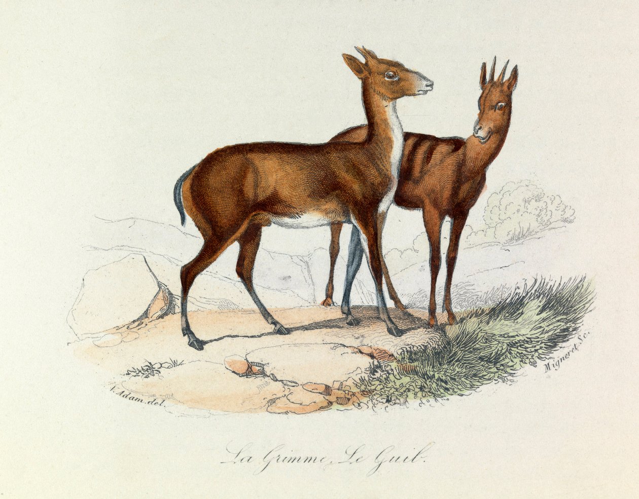 Ilustração do livro "Obras Completas de Buffon": Os quadrúpedes: La grimme et le guib (gravura) de Unknown artist