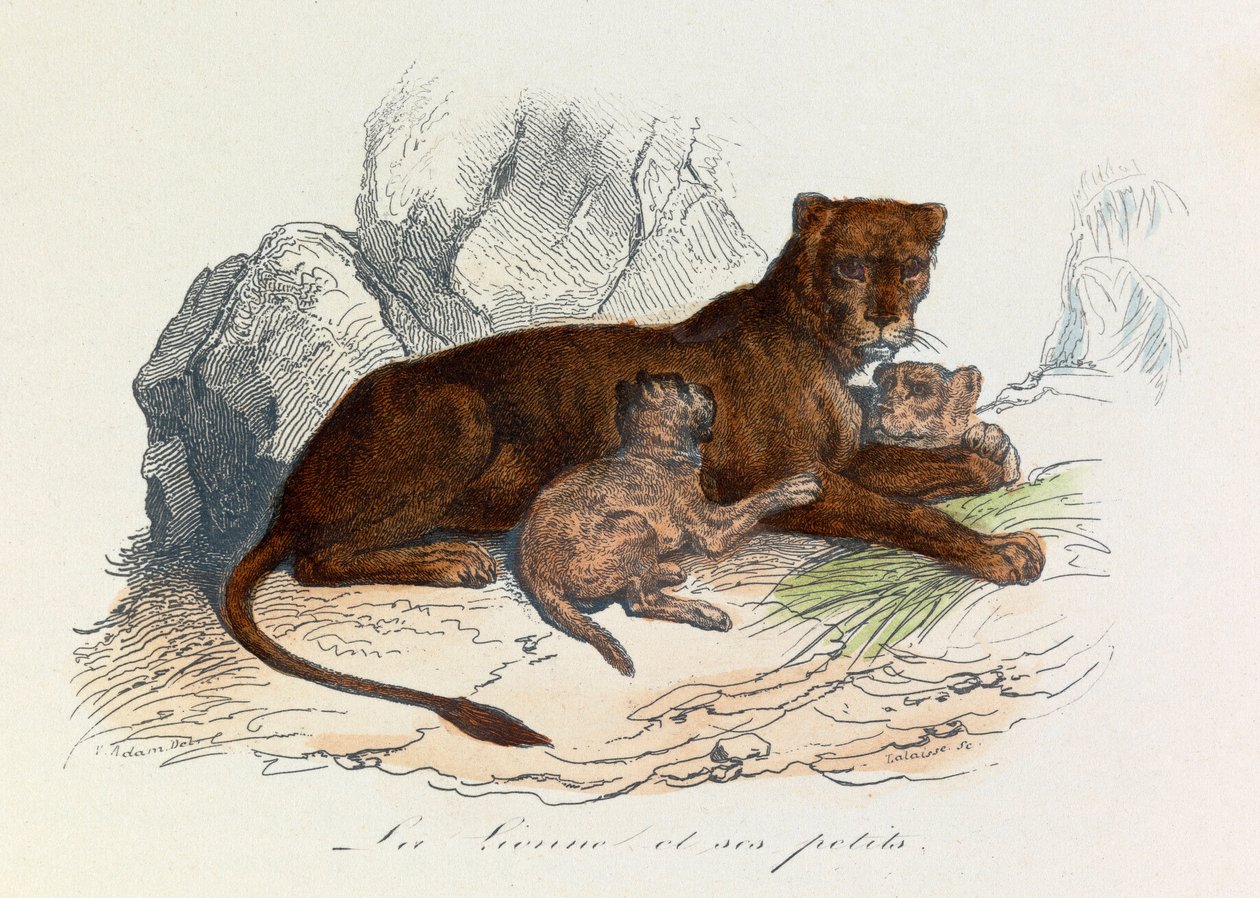 Ilustração do livro "Obras Completas de Buffon": Os quadrúpedes: La lionne et ses petits (gravura) de Unknown artist