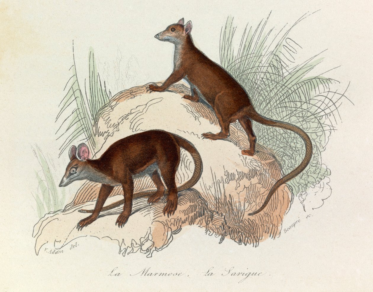 Ilustração do livro "Obras Completas de Buffon": Os quadrúpedes: A marmota e a sarigue (gravura) de Unknown artist