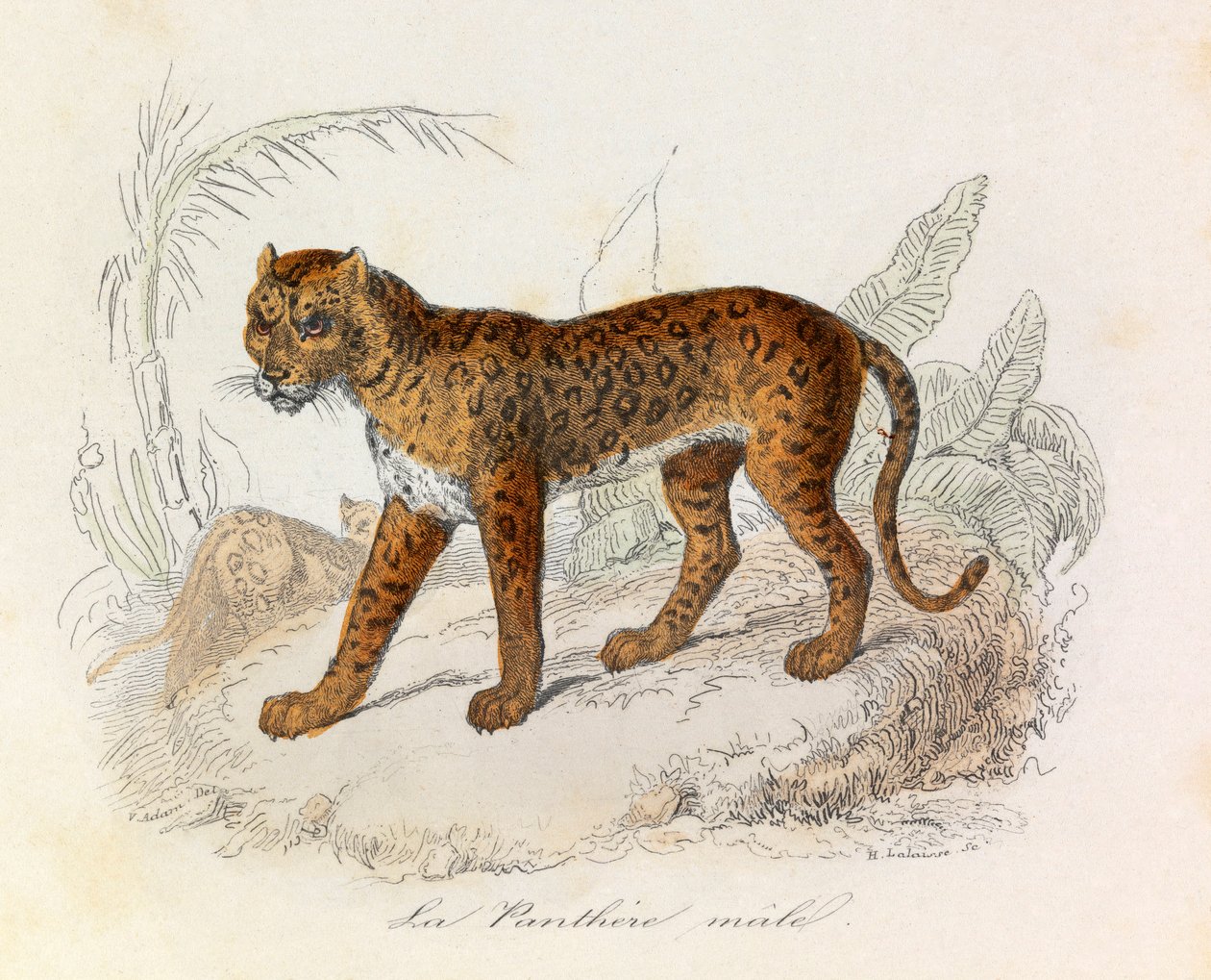 Ilustração do livro "Obras Completas de Buffon": Os quadrúpedes: A pantera (gravura) de Unknown artist
