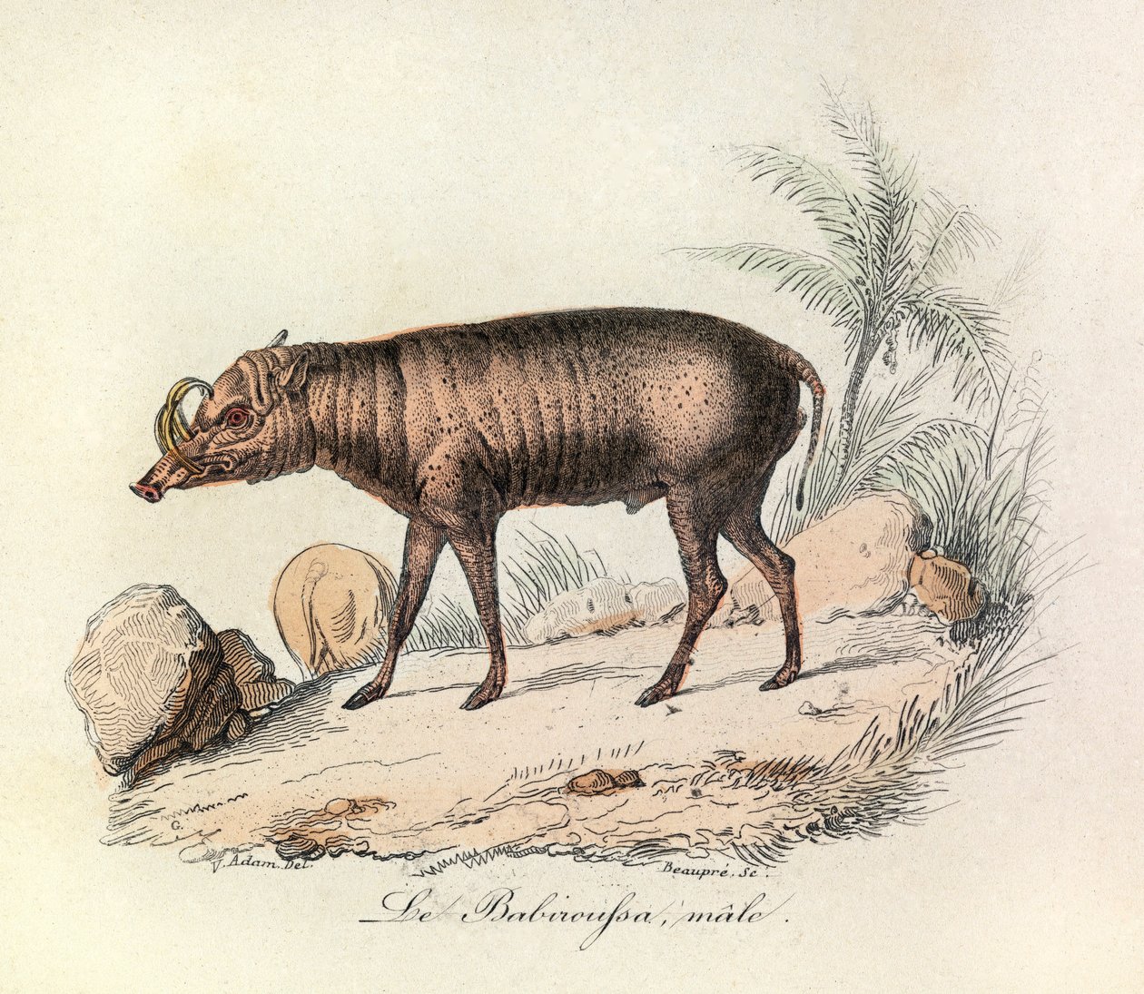 Ilustração do livro "Obras Completas de Buffon": Les Quadrupedes: Le babiroussa male (gravura) de Unknown artist