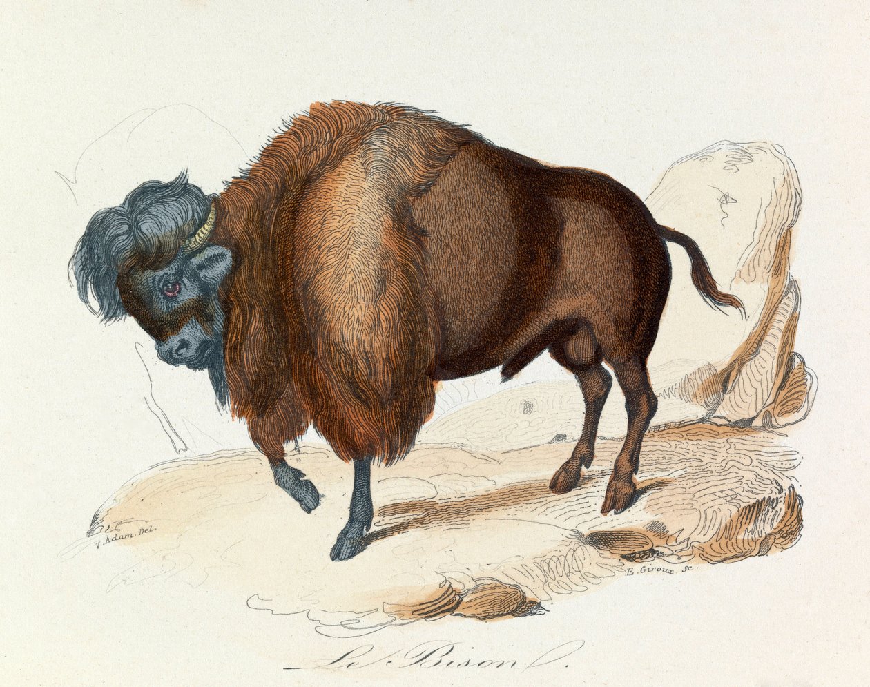 Ilustração do livro "Obras Completas de Buffon": Os quadrúpedes: Le bison (gravura) de Unknown artist